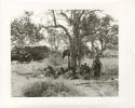 "Photos of Children": Group of people seated under a tree, an unidentified, visiting girl, standing, with the expedition camp and trucks in the background (print is a cropped image)