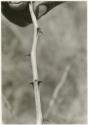 Plant specimen with thorns (print is a cropped image)