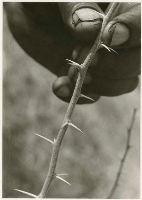 Plant specimen with thorns (print is a cropped image)