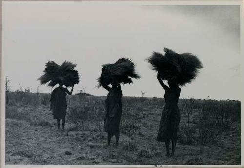 Three women carrying bundles of grass on their heads

