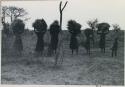 Group of women carrying grass on top of their heads

