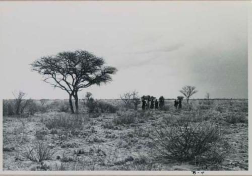 Group of women carrying grass on top of their heads, seen from a distance.

