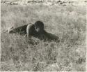 "Crooked /Qui" lying in grass, seen from the front (print is a cropped image)