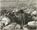 "Crooked /Qui" in shooting position in hunting blind built of stone, seen from behind (print is a cropped image)