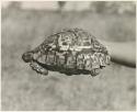 Turtle held by a person's hand (print is a cropped image)