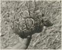 Overhead shot of a turtle held by a person's hand (print is a cropped image)