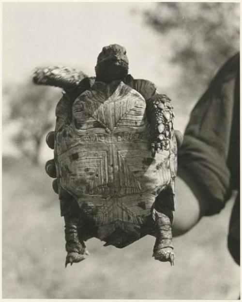 Front shot of a turtle body held by a person's hand (print is a cropped image)