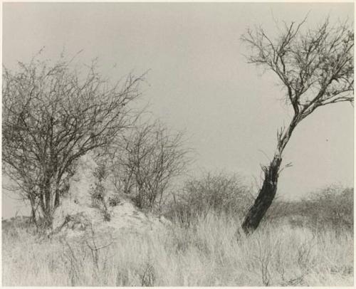 Landscape with grass and brush (print is a cropped image)