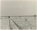 Expedition truck from a distance, with wildebeest running to the right (print is a cropped image)