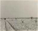 Expedition truck from a distance, with wildebeest running to the right (print is a cropped image)