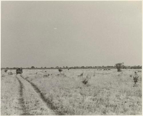 Expedition truck from a distance, with wildebeest running to the right (print is a cropped image)