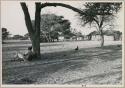 Man in a chair sitting by tree, huts in the background (print is a cropped image)