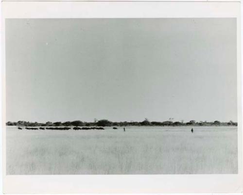 "Misc. prints from slides": Hunters with herd of wildebeest at Thinthuma (print from slide 2001.29.1988)