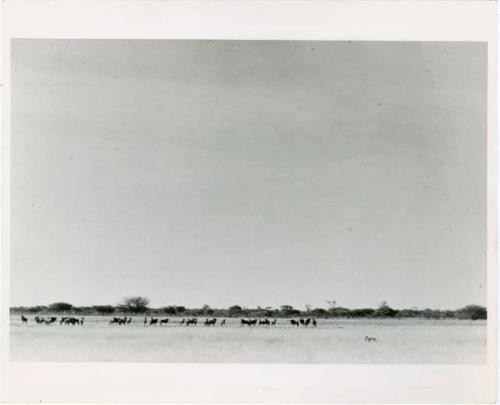 "Misc. prints from slides": Two hunters pursuing wildebeest herd at Thinthuma (print from slide 2001.29.1988)