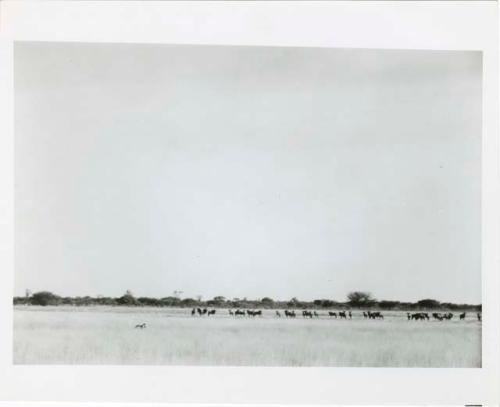 "Misc. prints from slides": Two hunters with wildebeest herd at Thinthuma (print from slide 2001.29.2161)