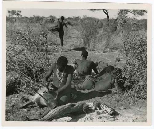 "Misc. prints with no numbers": Man making a bag from a wild pig skin, with men sitting behind him (print is a cropped image)