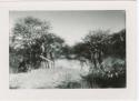 "Misc. prints with no numbers": Group of children standing next to trees