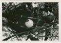 "1950 - 300 series duplicates": Person's possessions in a tree, including an ostrich eggshell