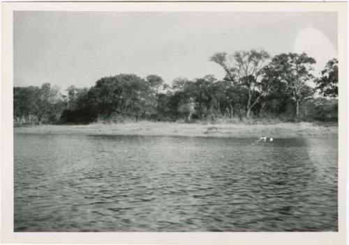 "1950 - 300 series duplicates": Okavango River