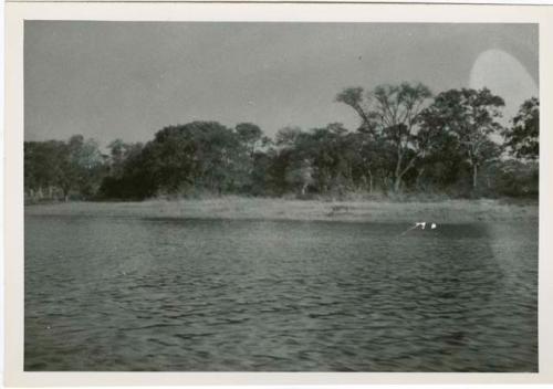 "1950 - 300 series duplicates": Okavango River