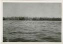 "1950 - 300 series duplicates": People along the shore of the Okavango River, distant view