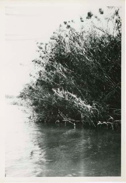 "1950 - 300 series duplicates": Bush on the shore of the Okavango River