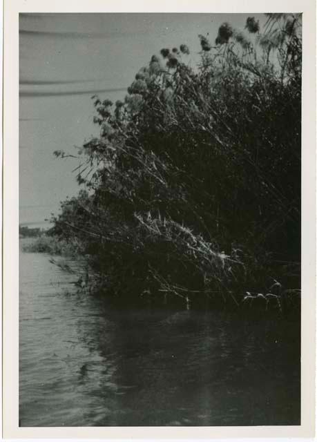 "1950 - 300 series duplicates": Bush on the shore of the Okavango River