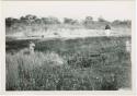 "1950 - 300 series duplicates": Expedition members standing near elephant trail