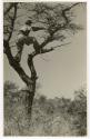 [No folder]: John Marshall in a tree (print is a cropped image)