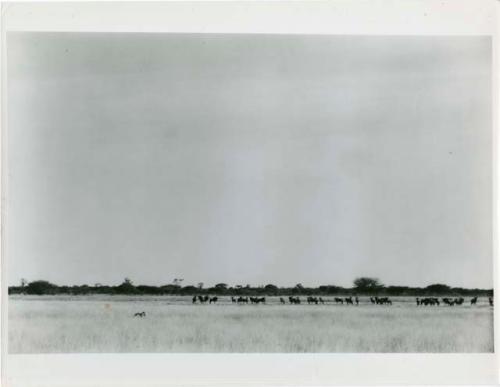 Hunters with a herd of wildebeest at Thinthuma (print is a cropped image)