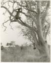 "Old Gau" in a tree chopping a tree limb (print is a cropped image)