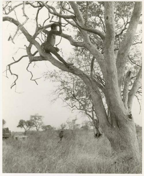 "Old Gau" in a tree chopping a tree limb (print is a cropped image)