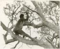 "Old Gau" in a tree chopping a tree limb (print is a cropped image)