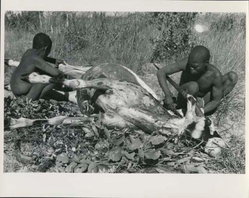 [No folder title]:Oukwane and !Gai skinning a gemsbok

