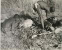 [No folder title]:Oukwane drinking liquid from his hand; !Gai holding a knife, cutting up a gemsbok

