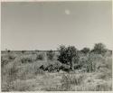 [No folder title]: Group of people sitting next to a tree, distant view