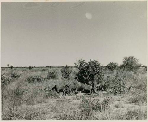 [No folder title]: Group of people sitting next to a tree, distant view