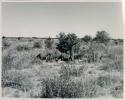 [No folder title]: Group of people sitting next to a tree, distant view