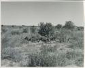 [No folder title]: Group of people sitting next to a tree, distant view