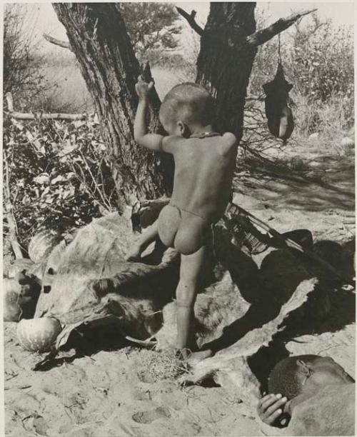 [No folder title]: N!whakwe climbing on a skin at the foot of a tree





