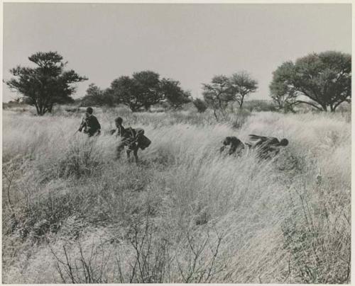 [No folder title]: Group of five people in the grass looking for tsama melons






