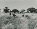 [No folder title]: Group of five people in the grass looking for tsama melons






