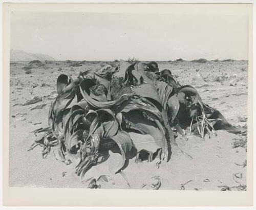 "1950's 400 series / 15 glossy prints / Photos of Welwitschia plant / Ruacana Falls": Welwitschia plant (print is a cropped image)