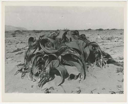 "1950's 400 series / 15 glossy prints / Photos of Welwitschia plant / Ruacana Falls": Welwitschia plant (print is a cropped image)