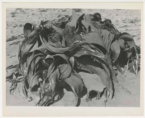 "1950's 400 series / 15 glossy prints / Photos of Welwitschia plant / Ruacana Falls": Welwitschia plant (print is a cropped image)