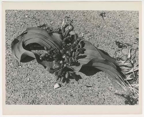 "1950's 400 series / 15 glossy prints / Photos of Welwitschia plant / Ruacana Falls": Welwitschia plant (print is a cropped image)