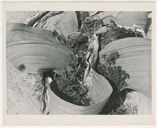 "1950's 400 series / 15 glossy prints / Photos of Welwitschia plant / Ruacana Falls": Welwitschia plant (print is a cropped image)