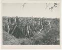 "1950's 400 series / 15 glossy prints / Photos of Welwitschia plant / Ruacana Falls": Ruacana Falls, showing many individual streams (print is a cropped image)