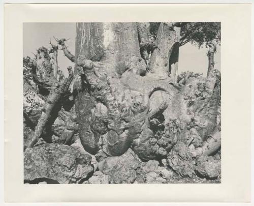 "1950's 400 series": Gnarled tree root (print is a cropped image)