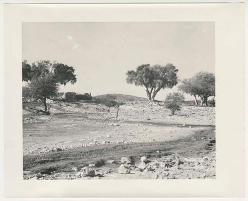 "1950's 400 series": Landscape with trees (print is a cropped image)